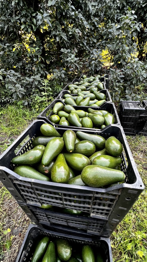 Cajones de paltas recién cosechadas sobre el pasto de la finca